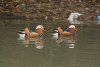 Mandarin Duck at Friars Park (Steve Arlow) (121651 bytes)